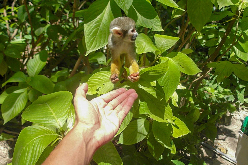 Monkey Jungle South Miami