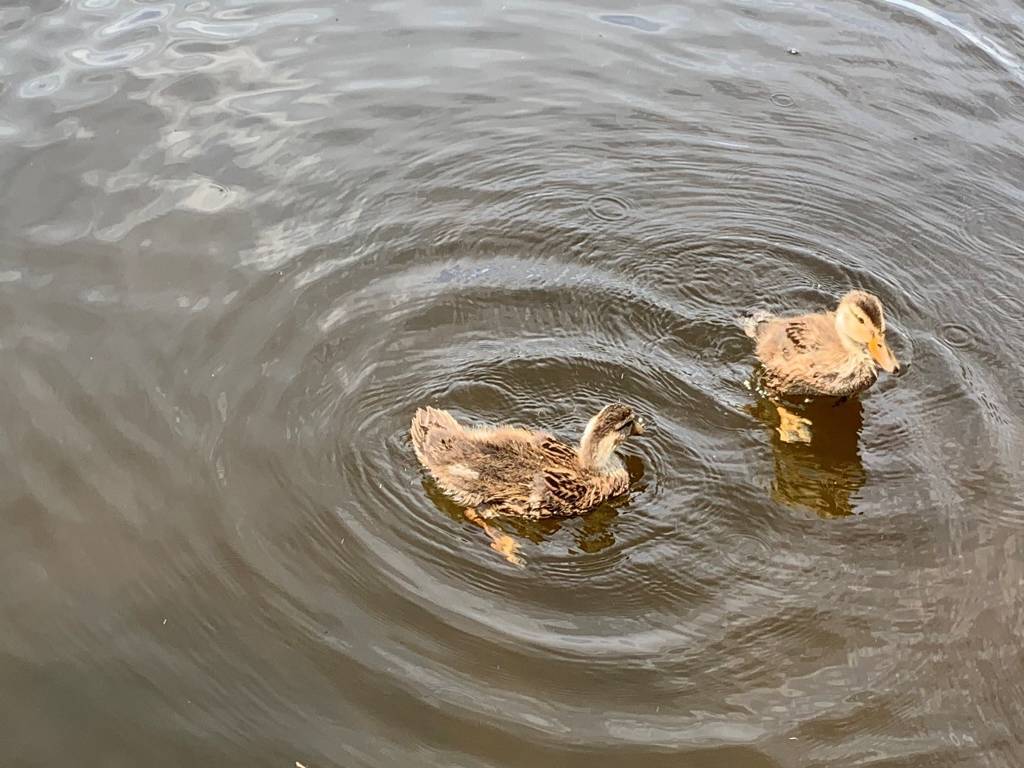 Ferienhaus Cape Coral ppm 01 19