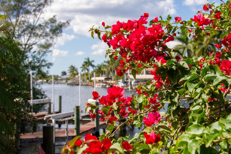 floridablog cape coral 113 4 4